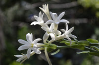 White Fragrant Clove Flower Seeds for Planting Long Bloom Season Heirloom & GMO Free Seeds for Home Garden
 
 Sale