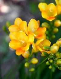 Yellow Fragrant Flower Seeds Planting Guide