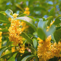 Osmanthus fragrans seedlings sprouting