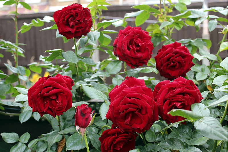 Fragrant Rose Blooms Adding Beauty to Outdoor Space