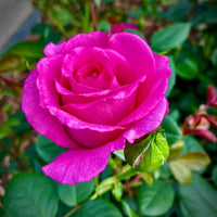 Fragrant Ruby Rose Plants for Garden Beds