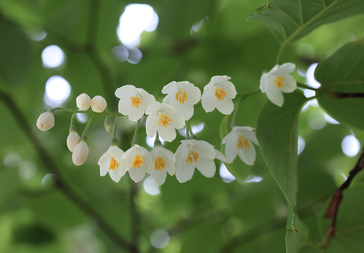 Styrax Benzoin Flower seeds for Planting Cottage Garden Essential Heirloom & GMO Free Seeds for Home Garden