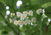 Styrax Benzoin Flower seeds for Planting Cottage Garden Essential Heirloom & GMO Free Seeds for Home Garden