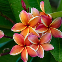 Pink White Frangipani Flower seeds for Planting Shade Tolerant Heirloom & GMO Free Seeds for Home Garden 
 
 Sale