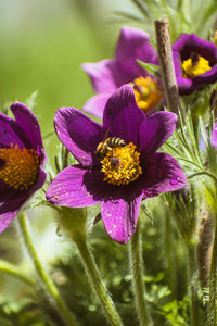 Violet Anemone Pulsatilla Flower seeds for Planting Sun Loving Heirloom & GMO Free Seeds For Home Garden 
 
 Sale
