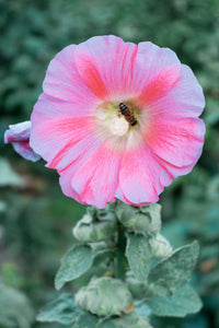 Pink White Hollyhock Flower seeds for Planting - Garden Favorite, Heirloom & GMO Free Seeds for Home Garden
