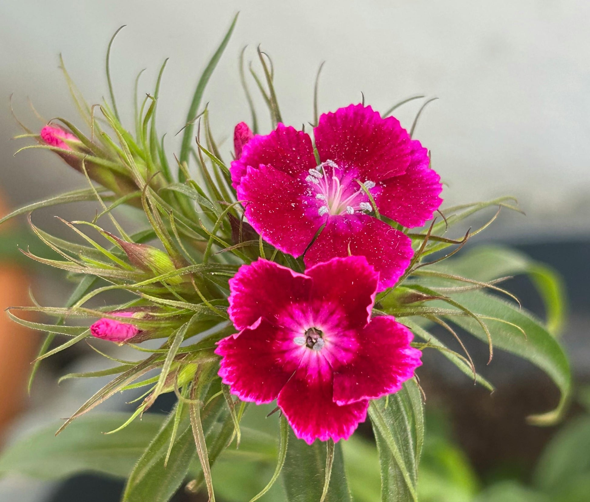 Dianthus Flower seeds for Planting Shade Tolerant Heirloom & GMO Free Seeds for Home Garden