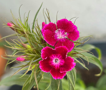 Dianthus Flower seeds for Planting Shade Tolerant Heirloom & GMO Free Seeds for Home Garden