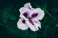 Geranium Purple White Flower seeds for Planting - Vibrant Colors, Heirloom & GMO Free Seeds for Home Garden