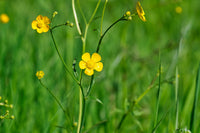 Meadow Buttercup Flower seeds for Planting Long Bloom Season Heirloom & GMO Free Seeds for Home Garden