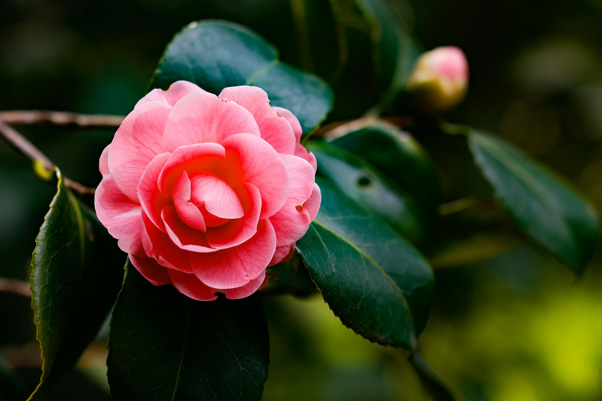 Japanese Camellia Flower seeds for Planting Low Maintenance Heirloom & GMO Free Seeds for Home Garden