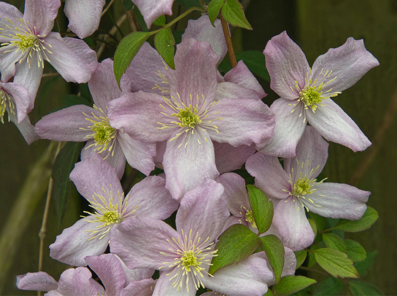 Baby Pink Clematis Flower seeds for Planting Container Friendly Heirloom & GMO Free Seeds For Home Garden 
 
 Sale