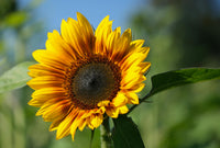 SunFlower seeds for Planting Easy to Grow Heirloom & GMO Free Seeds for Home Garden
