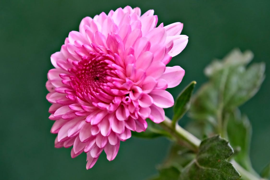Chrysanthemum Purple White Flower seeds for Planting - Wildflower Mix, Heirloom & GMO Free Seeds for Home Garden