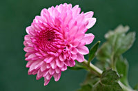Chrysanthemum Purple White Flower seeds for Planting - Wildflower Mix, Heirloom & GMO Free Seeds for Home Garden