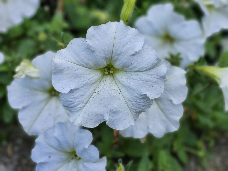 White Petunia Grandiflora Seeds Flower seeds for Planting - Cottage Garden Essential, Heirloom & GMO Free Seeds for Home Garden