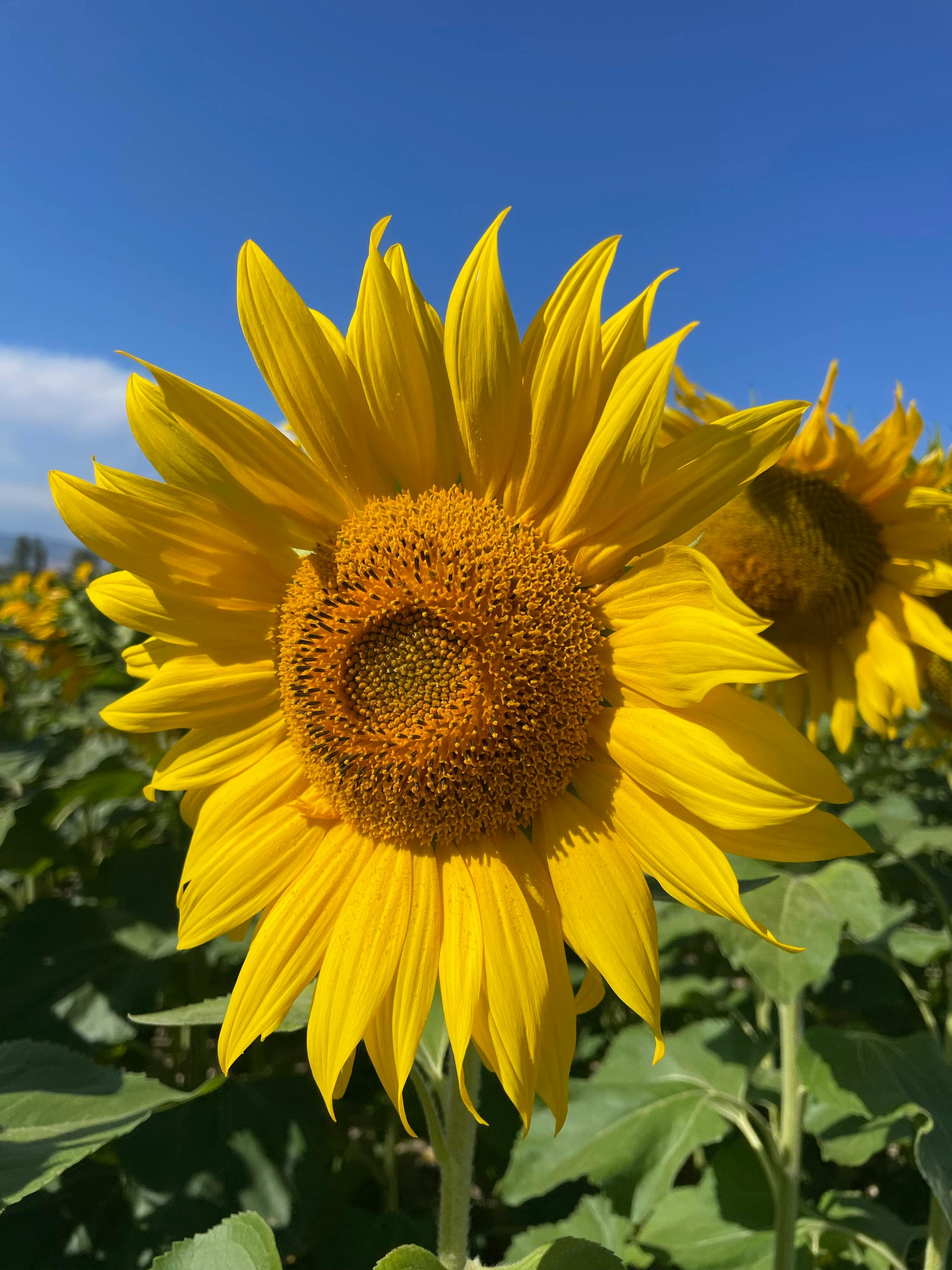 Yellow Helianthus Flower seeds for Planting - Easy to Grow, Heirloom & GMO Free Seeds for Home Garden