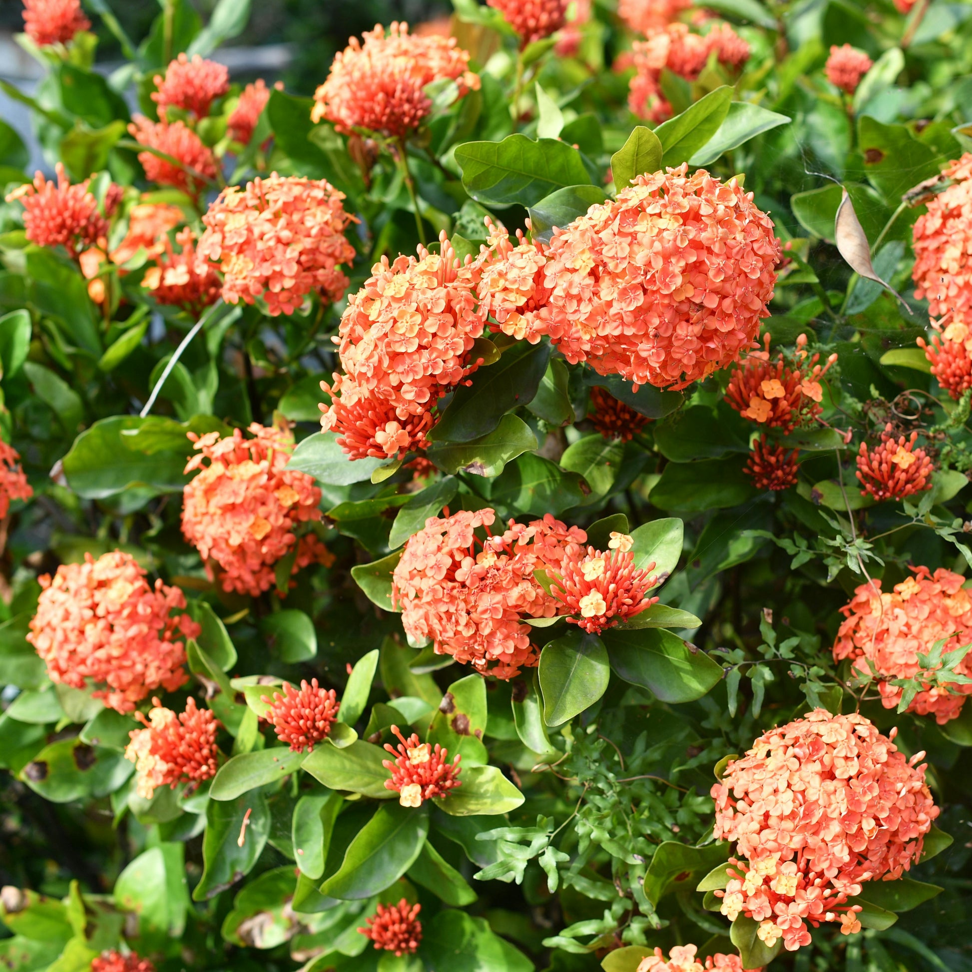 Light Orange Hydrangea Flower seeds for Planting - Premium Quality, Heirloom & GMO Free Seeds for Home Garden