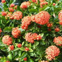 Light Orange Hydrangea Flower seeds for Planting - Premium Quality, Heirloom & GMO Free Seeds for Home Garden