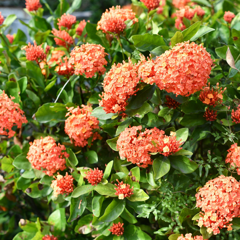 Hydrangea Orange Flower seeds for Planting - Wildflower Mix, Heirloom & GMO Free Seeds for Home Garden