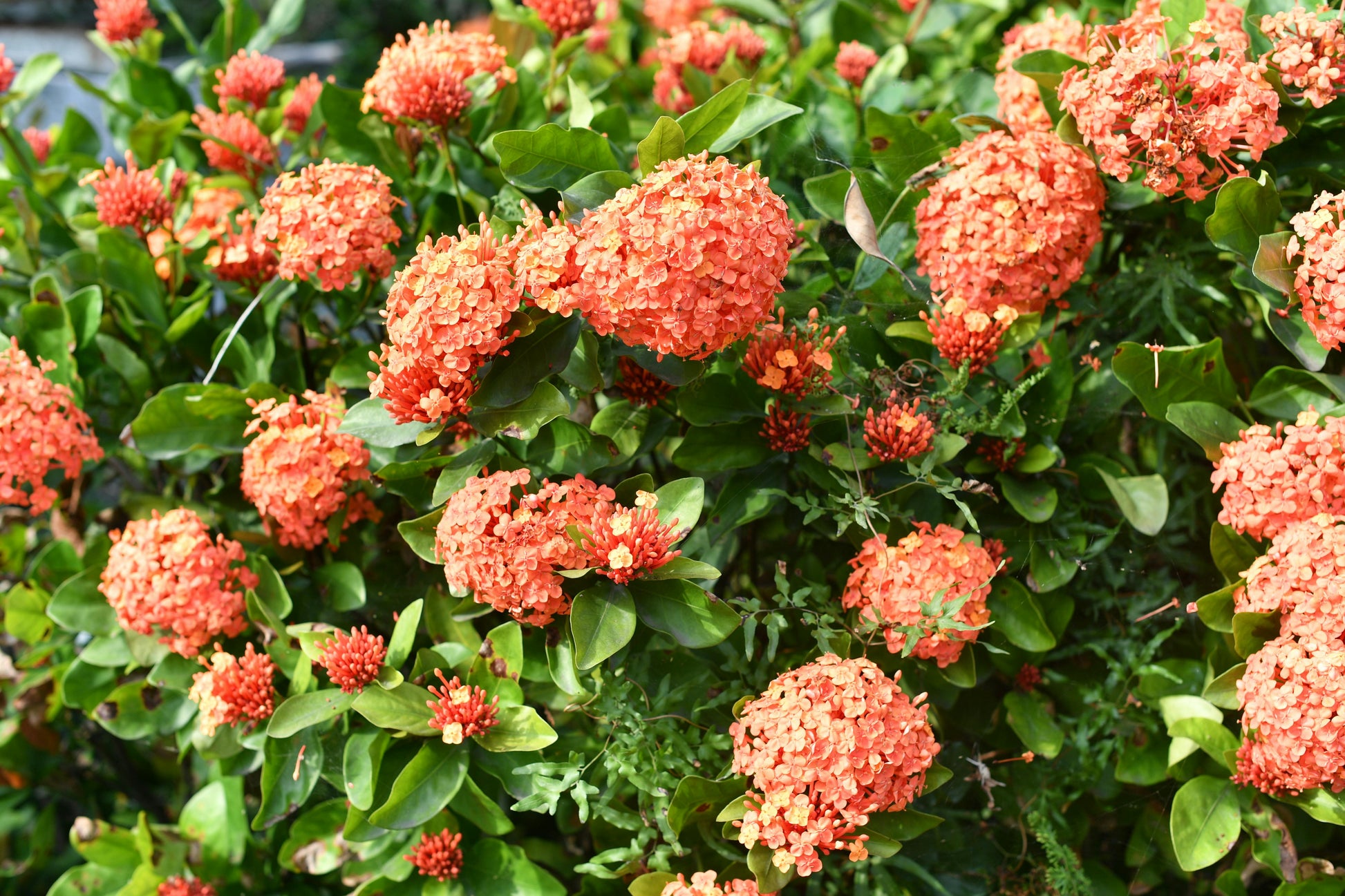 Orange Hydrangea Flower seeds for Planting - Seasonal Bloomer, Heirloom & GMO Free Seeds for Home Garden