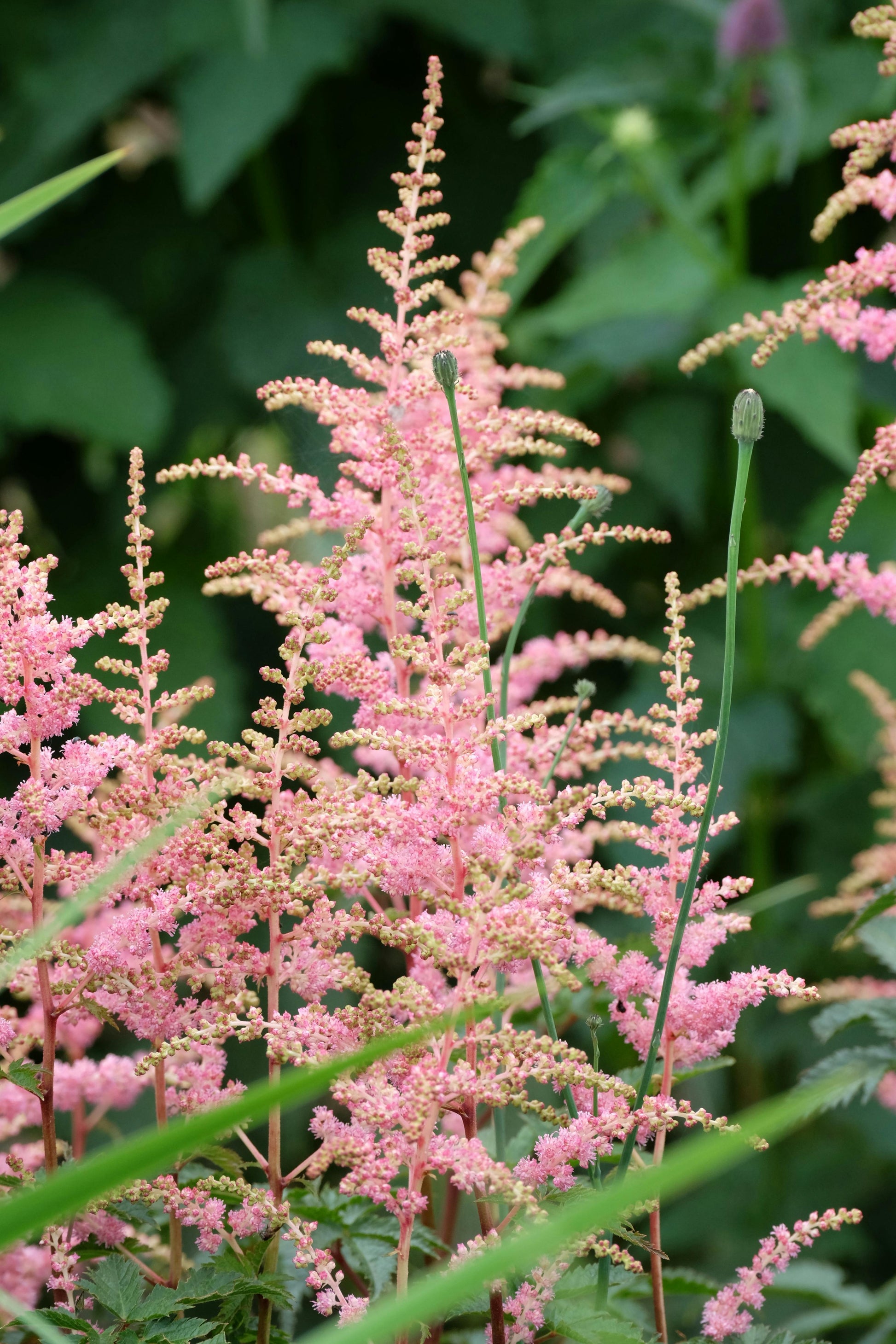 Astilbe Flower seeds for Planting Vibrant Colors Heirloom & GMO Free Seeds for Home Garden 
 
 Sale