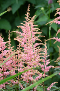 Astilbe Flower seeds for Planting Vibrant Colors Heirloom & GMO Free Seeds for Home Garden 
 
 Sale