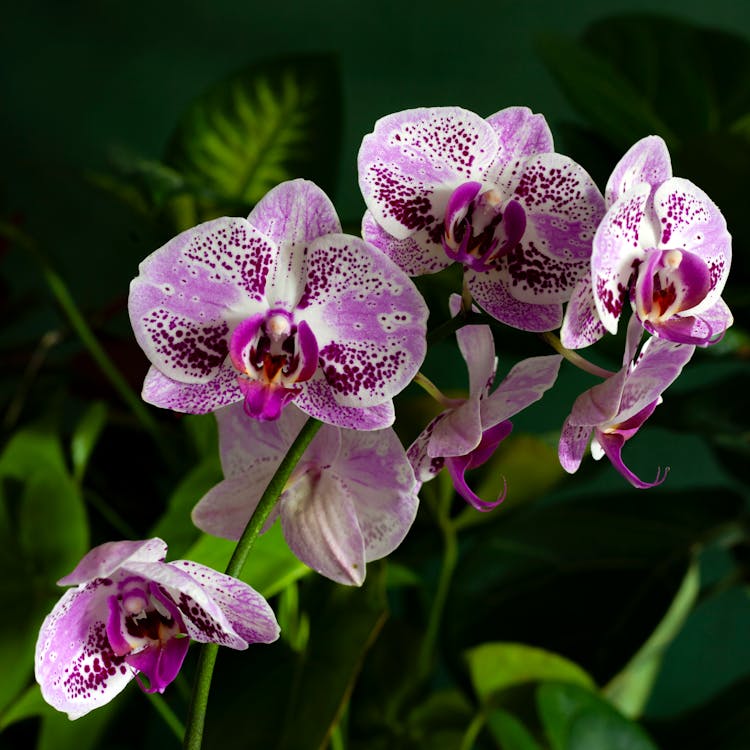 White Purple Phalaenopsis Orchid Flower seeds for Planting - Sun Loving, Heirloom & GMO Free Seeds for Home Garden