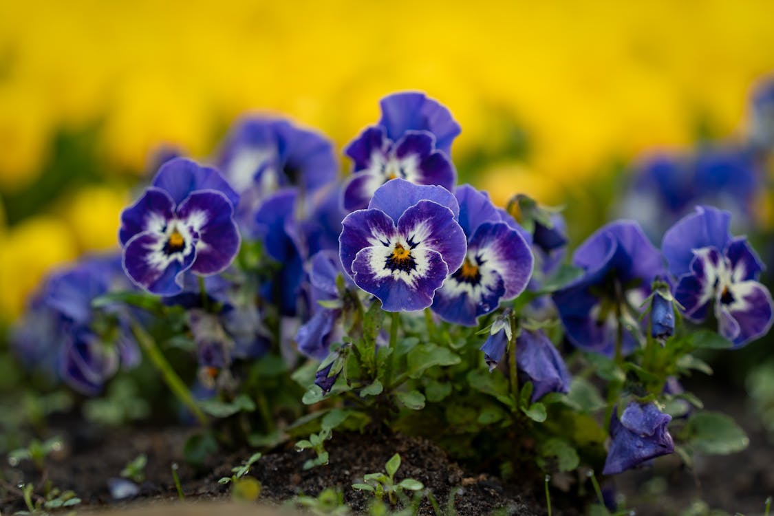 Pansy Blue Flower seeds for Planting - Wildflower Mix, Heirloom & GMO Free Seeds for Home Garden