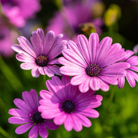Lavender Osteospermum Flower seeds for Planting - Sun Loving, Heirloom & GMO Free Seeds for Home Garden