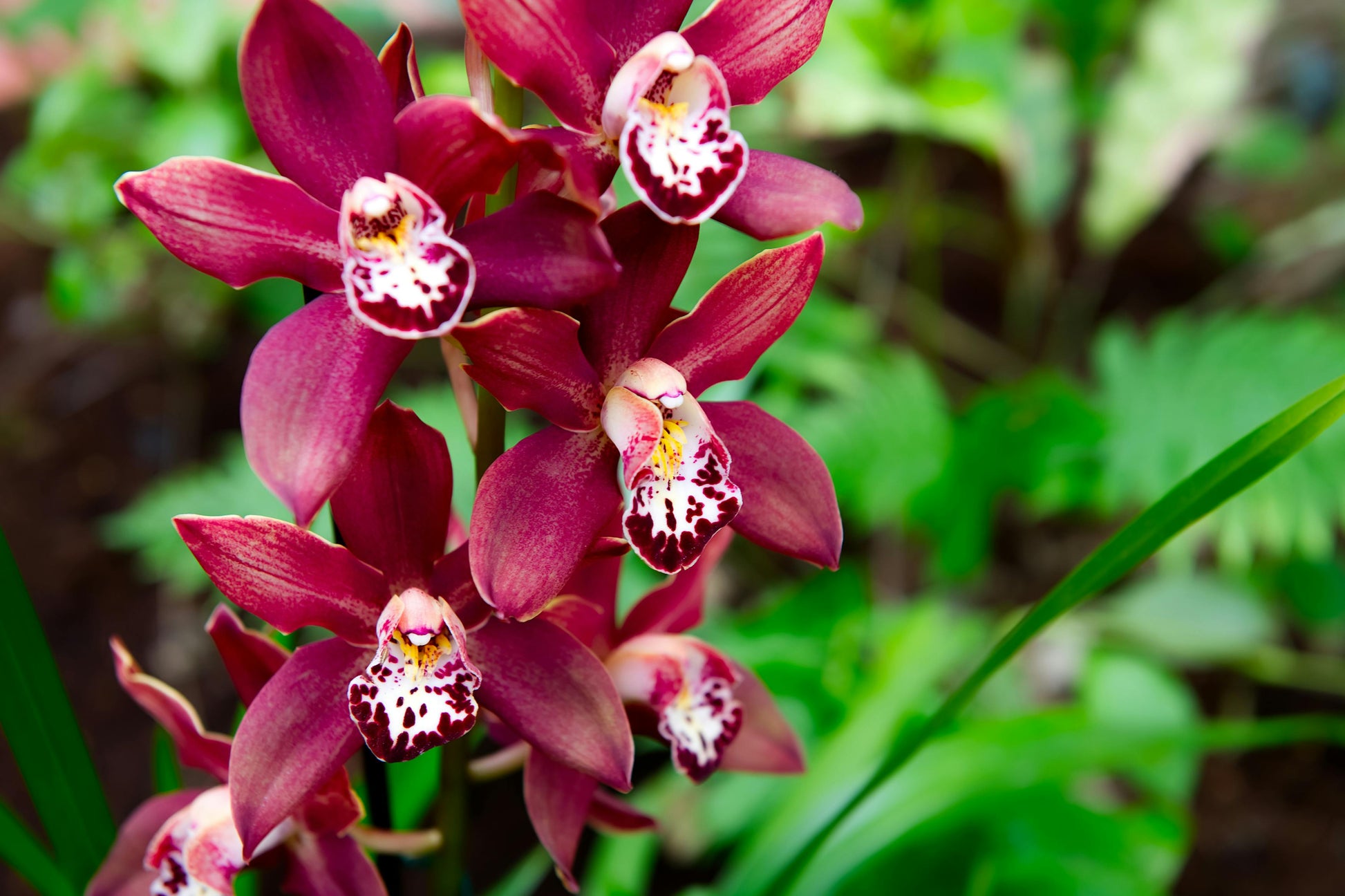 Red Cymbidium Flower seeds for Planting - Drought Tolerant, Heirloom & GMO Free Seeds for Home Garden