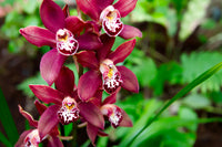 Red Cymbidium Flower seeds for Planting - Drought Tolerant, Heirloom & GMO Free Seeds for Home Garden