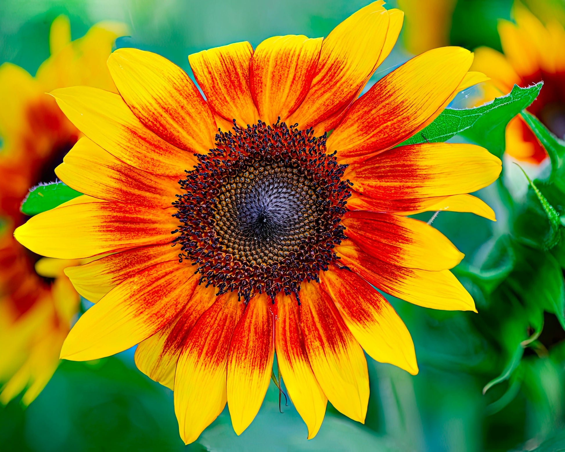 Yellow Red Sunflower Flower seeds for Planting - Fragrant Blossoms, Heirloom & GMO Free Seeds for Home Garden