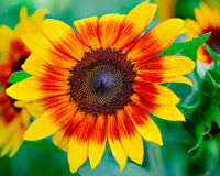 Yellow Red Sunflower Flower seeds for Planting - Fragrant Blossoms, Heirloom & GMO Free Seeds for Home Garden