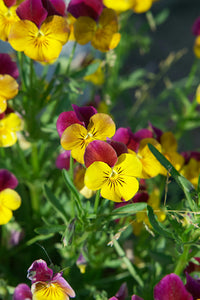 Pansy Viola Flower seeds for Planting Garden Favorite Heirloom & GMO Free Seeds for Home Garden
