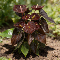 Dark Brown Anthurium Flower Seeds for Planting Low Maintenance Heirloom & GMO Free Seeds for Home Garden
 
 Sale