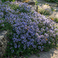 Blue Creeping Thyme Flower Seeds for Home Garden Ground Cover and Landscape Use