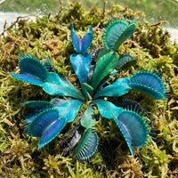 Dionaea muscipula Blue Green Venus Fly Trap Heirloom Carnivorous Plant Variety