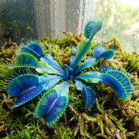 Blue Green Venus Fly Trap Seeds for Planting – Heirloom, Non-GMO, High Germination Carnivorous Plant Seeds