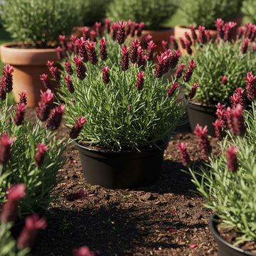 Red Lavender Planting Seeds for Beautiful Blooms