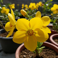 Light Yellow Ceiba Pentandra Flower seeds for Planting - Cottage Garden Essential, Heirloom & GMO Free Seeds for Home Garden