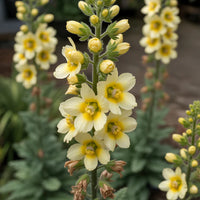 Oxtail Verbascum Flower seeds for Planting Premium Quality Heirloom & GMO Free Seeds for Home Garden
