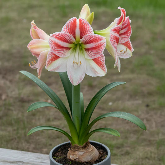 Heirloom Hippeastrum Rutilum Flower seeds for Planting Colorful Display Heirloom & GMO Free Seeds for Home Garden