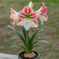 Heirloom Hippeastrum Rutilum Flower seeds for Planting Colorful Display Heirloom & GMO Free Seeds for Home Garden