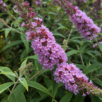 Heirloom Buddleia Flower seeds for Planting Perfect for Borders Heirloom & GMO Free Seeds for Home Garden
