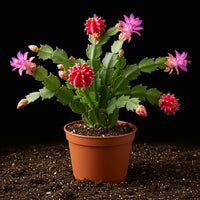 Zygocactus Schlumbergera Seeds - Seed for Thriving Indoor Cacti Growth