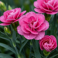 Pink Dianthus Cardinal Flower seeds for Planting Colorful Display Heirloom & GMO Free Seeds for Home Garden 
 
 Sale