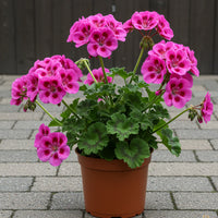 Purple Pink Geranium Flower Seeds for Planting  Vibrant Annuals for Colorful Gardens