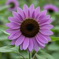 Violet Mini Sunflower Seeds for Planting, Heirloom Non-GMO, High Germination Organic Garden Seeds