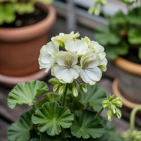 Green Geranium Flower seeds for Planting - Colorful Display, Heirloom & GMO Free Seeds for Home Garden